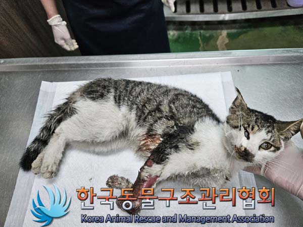 한국동물구조관리협회_411311202400587
